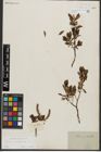Foto von Salix waldsteiniana Willd.